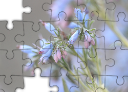 Różowo, Niebieskie, Kwiaty