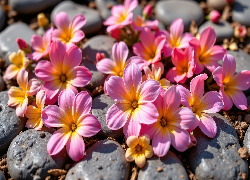 Różowo-żółte, Kwiaty, Kamienie