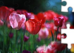Czerwone, Tulipany, Różowy, Tulipan, Kwiaty