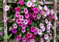 Różowe, Fioletowe, Kwiaty, Powój