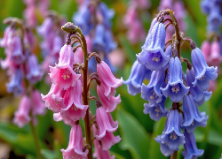 Kwiaty, Różowe, Niebieskie, Dzwonki, Zbliżenie