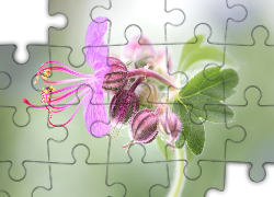 Kwiat, Różowy, Pręciki, Pąki, Światło