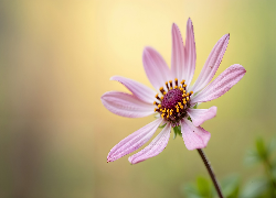 Różowy, Rozwinięty, Kwiat