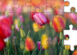 Kwiaty, Kolorowe, Tulipany, Różowy, Tulipan, Pąki