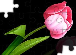 Kwiat, Tulipan, Różowy, Czarne, Tło, 2D