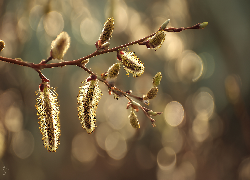 Wierzba, Bazie, Gałązka, Bokeh, Grafika AI