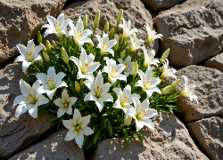 Białe, Lilie, Kamienie