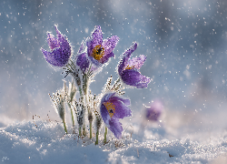 Fioletowe, Sasanki, Śnieg, Grafika AI