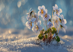Fiołki wonne, Kwiaty, Śnieg, Grafika AI