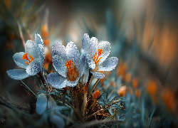 Krokusy, Kwiaty, Grafika AI