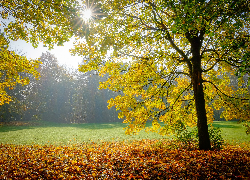 Jesień, Las, Drzewa, Polana, Liście, Promienie słońca