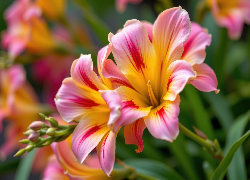 Kwiat, Frezja, Różowo-żółta, Zbliżenie