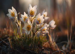 Białe, Sasanki, Kwiaty, Grafika AI