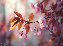 Różowe, Kwiaty, Drzewo owocowe, Grafika AI