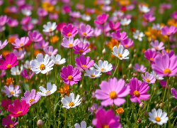 Kosmea, Kwiaty, Różowe, Białe
