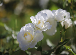 Białe, Róże, Rozświetlone, Kwiaty