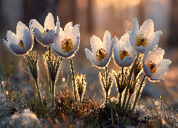 Sasanki, Rozświetlone, Kwiaty, Grafika AI