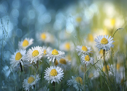 Rozświetlone, Stokrotki, Białe, Kwiaty, Trawa, Grafika AI