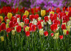Kwiaty, Kolorowe, Tulipany, Światło