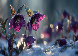 Bordowe, Ciemierniki, Śnieg, Grafika AI