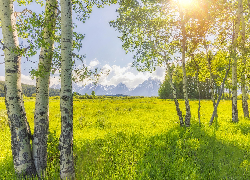 Stany Zjednoczone, Wyoming, Park Narodowy Grand Teton, Góry, Drzewa, Brzozy, Promienie słońca