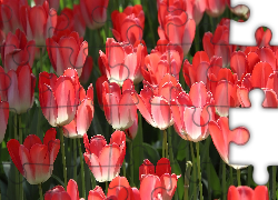 Zbliżenie, Kwiaty, Tulipany