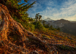 Góry Kaskadowe, Mount Baker, Drzewa, Korzenie, Jesień, Stan Waszyngton, Stany Zjednoczone