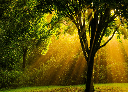 Las, Drzewa, Polana, Przebijające światło