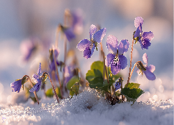 Fioletowe, Fiołki wonne, Kwiaty, Śnieg, Grafika AI