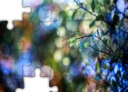 Gałązki, Liście, Światło, Bokeh