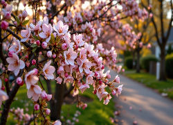 Kwitnące, Gałązki, Różowe, Kwiaty, Droga