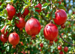 Granaty, Liście, Gałęzie, AI