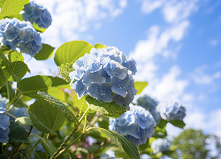 Hortensje, Niebieskie, Kwiaty, Niebo