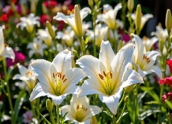 Lilie, Białe, Kwiaty, Grafika AI