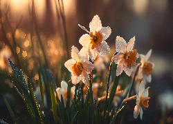 Narcyzy, Kwiaty, Grafika AI