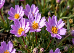 Jasnofioletowe, Rozkwitające, Kwiaty