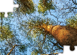 Wierzchołki, Drzewa, Liście