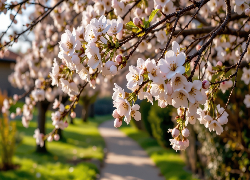 Drzewo owocowe, Gałązki, Jasnoróżowe, Kwiaty