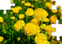 Kwiaty, Żółte, Mlecze, Mniszek pospolity