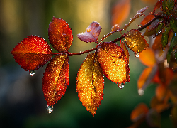 Jesienne, Liście, Krople, Gałązka, Grafika AI