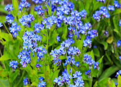 Niebieskie, Kwiaty, Niezapominajki, Zbliżenie