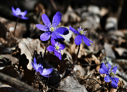 Kwiaty, Rozwinięte, Niebieskie, Przylaszczki