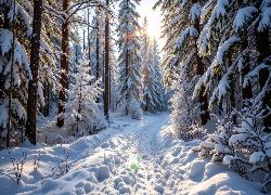 Ośnieżone, Drzewa, Zaśnieżona, Droga, Las, Zima