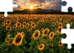 Pole, Słoneczniki, Promienie słońca, Wzgórza, Perugia, Włochy