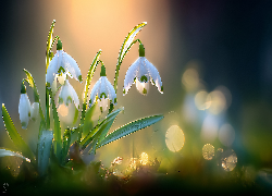 Przebiśniegi, Białe, Kwiaty, Grafika AI