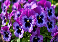 Purpurowe, Bratki, Zbliżenie