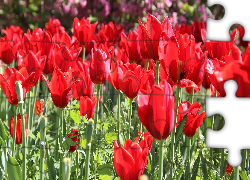 Kwiaty, Tulipany, Czerwone, Trawa