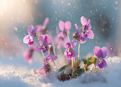 Różowe, Fiołki wonne, Śnieg, Grafika