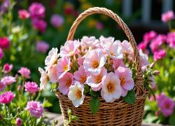 Kwiaty, Białe, Różowe, Kamelie, Koszyk