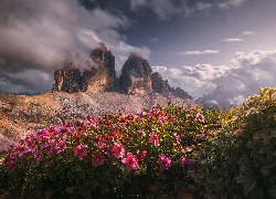 Góry, Skały, Tre Cime di Lavaredo, Dolomity, Polana, Kwiaty, Chmury, Włochy